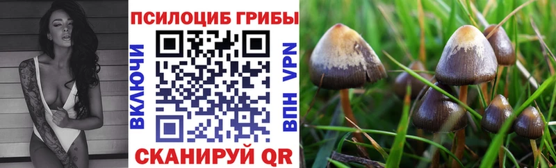 Псилоцибиновые грибы Cubensis  Вышний Волочёк 